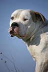 male American Bulldog