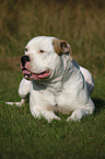 male American Bulldog