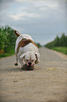 playing American Bulldog