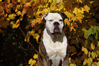 American Bulldog Portrait