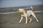 playing American Bulldog