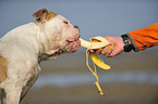 American Bulldog eats banana