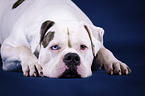 lying American Bulldog