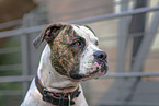 American Bulldog Portrait