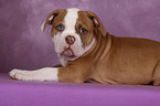 American Bulldog Puppy