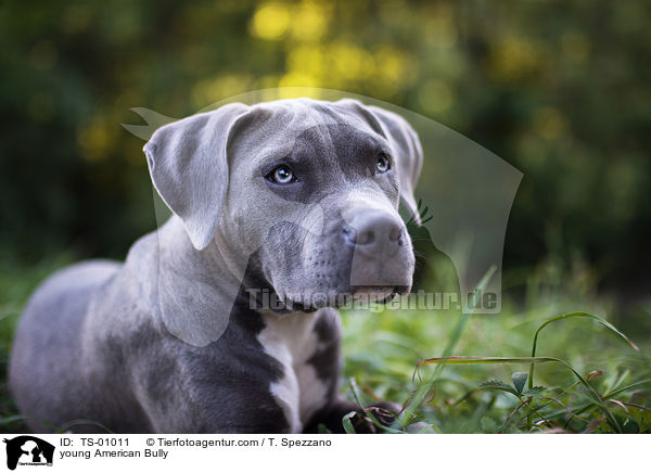 young American Bully / TS-01011