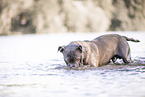 male American Bully XL