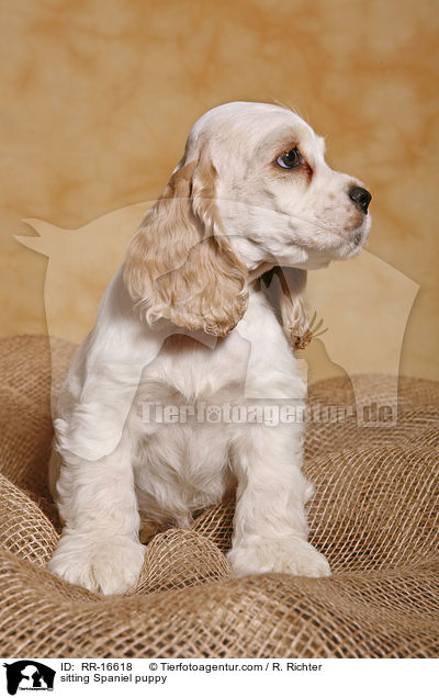 sitting Spaniel puppy / RR-16618