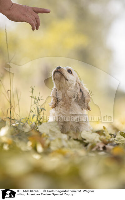 sitzender American Cocker Spaniel Welpe / sitting American Cocker Spaniel Puppy / MW-18744