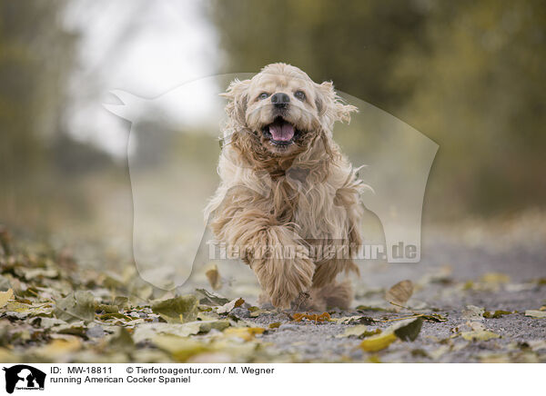 rennender American Cocker Spaniel / running American Cocker Spaniel / MW-18811