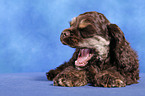 yawning puppy