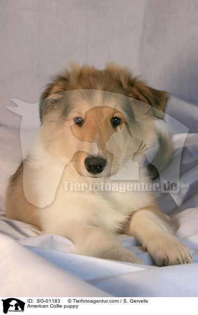 American Collie puppy / SG-01183