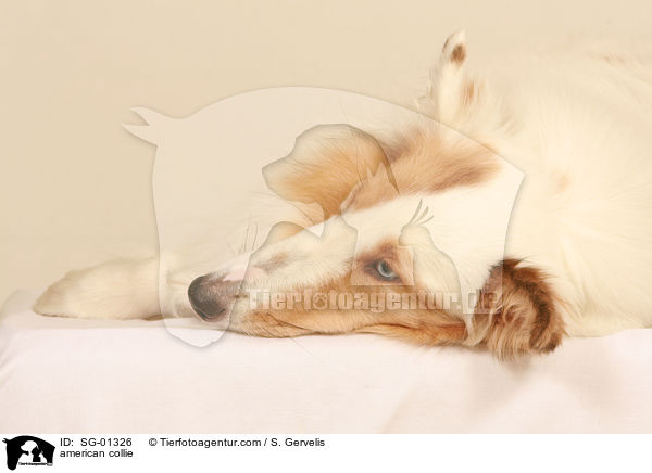 Amerikanischer Collie / american collie / SG-01326