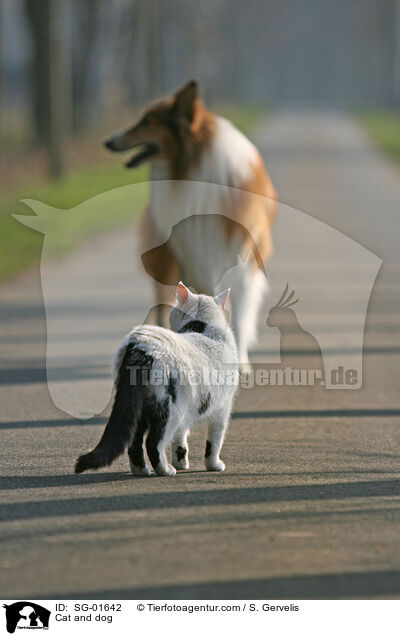 Cat and dog / SG-01642