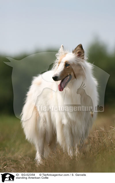 standing American Collie / SG-02358