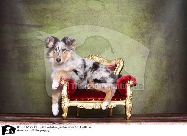 Amerikanischer Collie Welpe / American Collie puppy / JH-19911