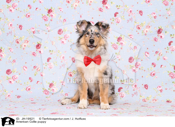 American Collie puppy / JH-19921