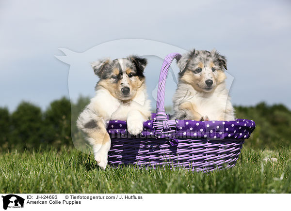 American Collie Puppies / JH-24693