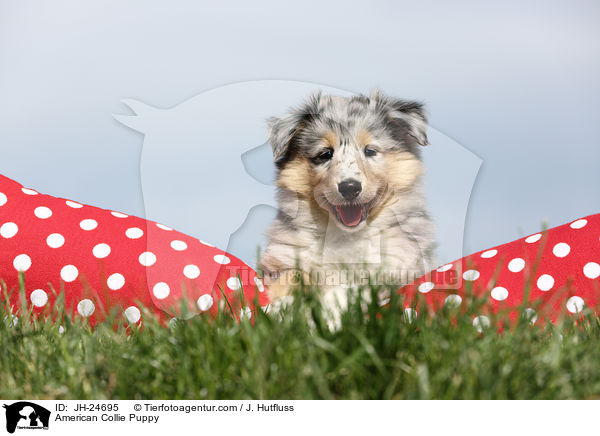 American Collie Puppy / JH-24695