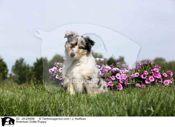American Collie Puppy / JH-24696