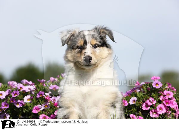 American Collie Puppy / JH-24698