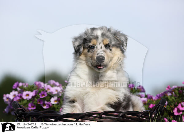 American Collie Puppy / JH-24702