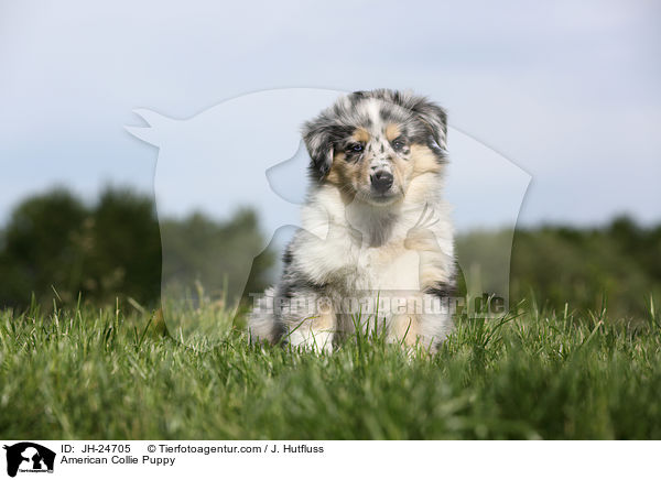 American Collie Puppy / JH-24705