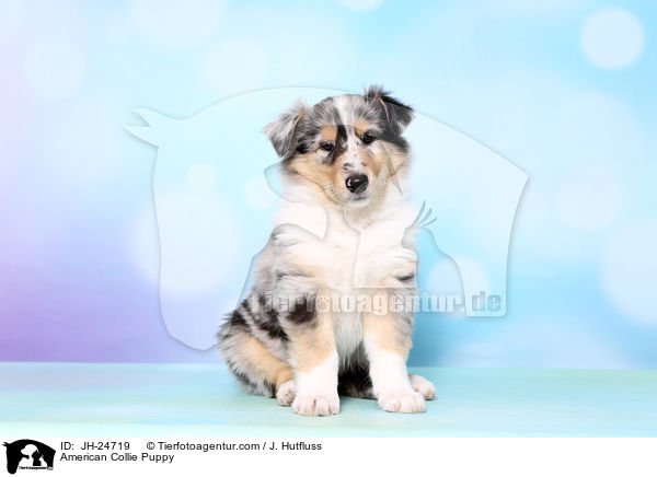 American Collie Puppy / JH-24719