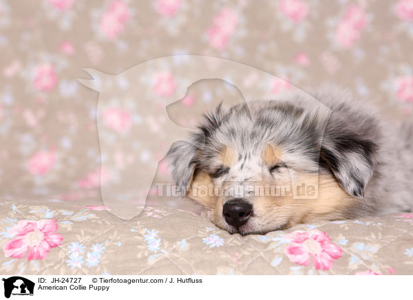 American Collie Puppy / JH-24727