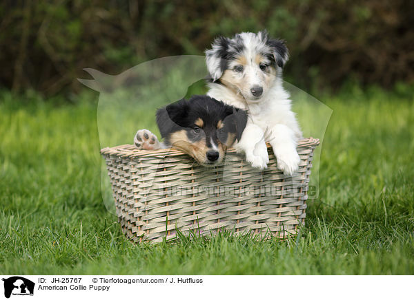 American Collie Puppy / JH-25767