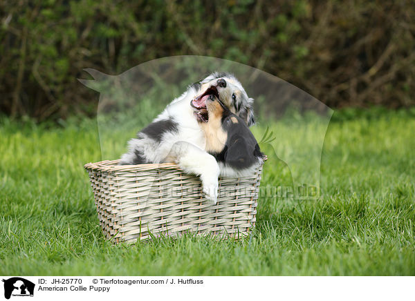 American Collie Puppy / JH-25770