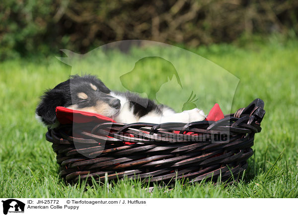 American Collie Puppy / JH-25772
