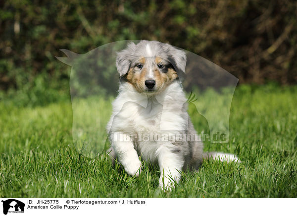 American Collie Puppy / JH-25775