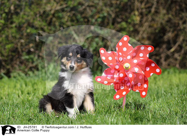 American Collie Puppy / JH-25781