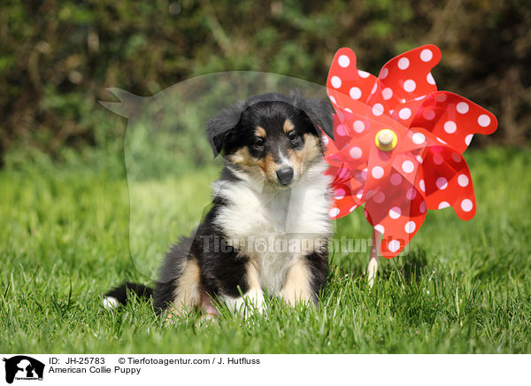 American Collie Puppy / JH-25783