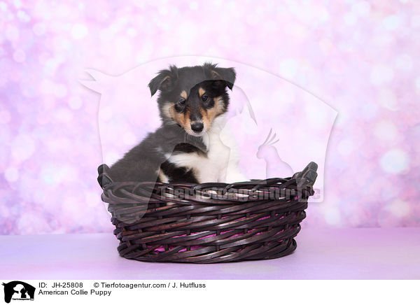 American Collie Puppy / JH-25808