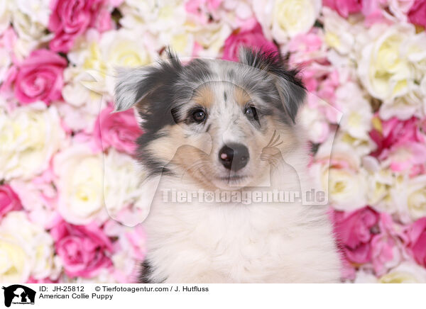 American Collie Puppy / JH-25812