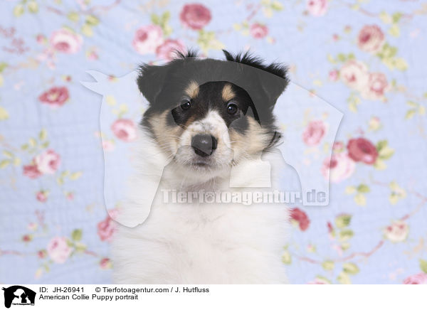 American Collie Puppy portrait / JH-26941