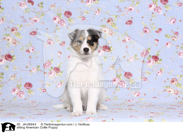 sitting American Collie Puppy / JH-26943