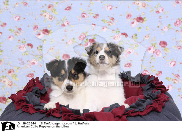 American Collie Puppies on the pillow / JH-26944