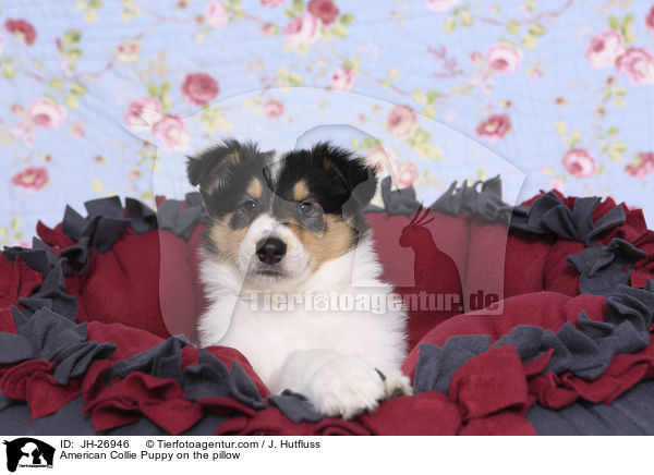 American Collie Puppy on the pillow / JH-26946