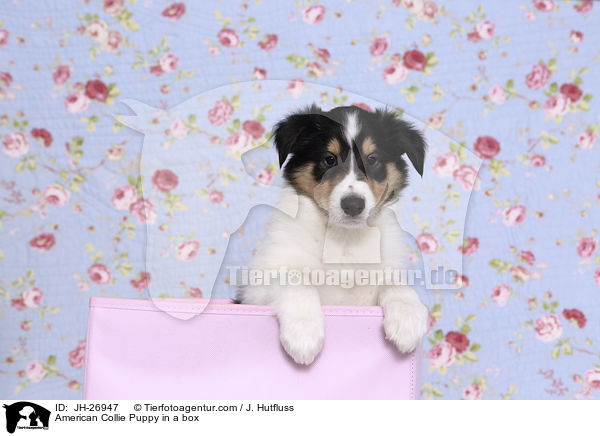 American Collie Puppy in a box / JH-26947