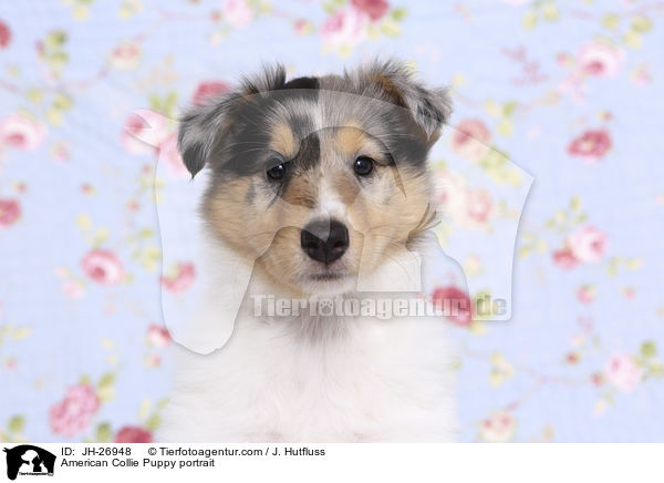 American Collie Puppy portrait / JH-26948