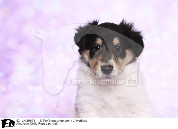 American Collie Puppy portrait / JH-26951