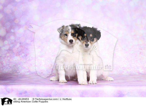 sitting American Collie Puppies / JH-26953