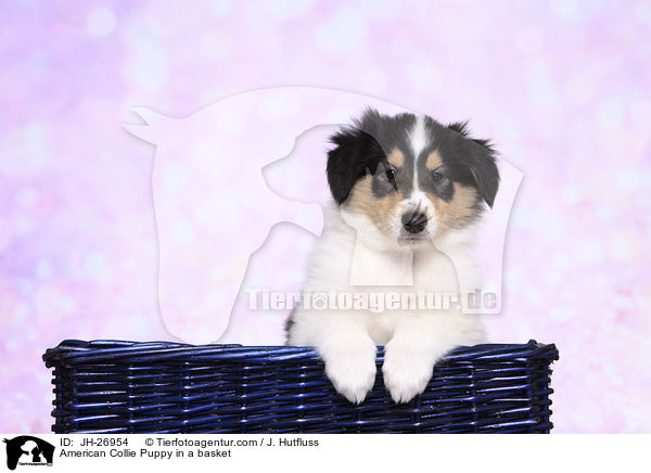 American Collie Puppy in a basket / JH-26954