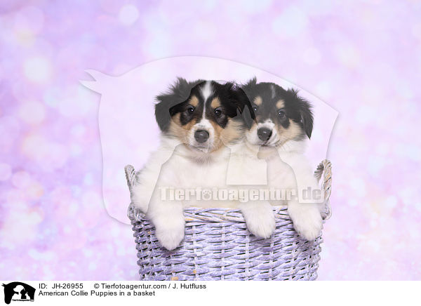 American Collie Puppies in a basket / JH-26955