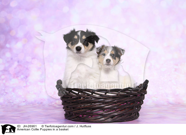 American Collie Puppies in a basket / JH-26961