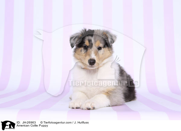 American Collie Puppy / JH-26963