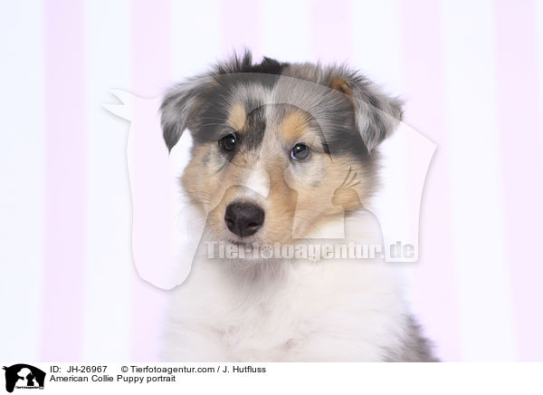 American Collie Puppy portrait / JH-26967